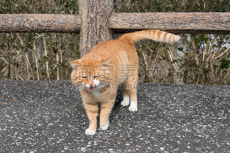 日本千叶Kimitsu市龟山湖公园里的一只流浪猫