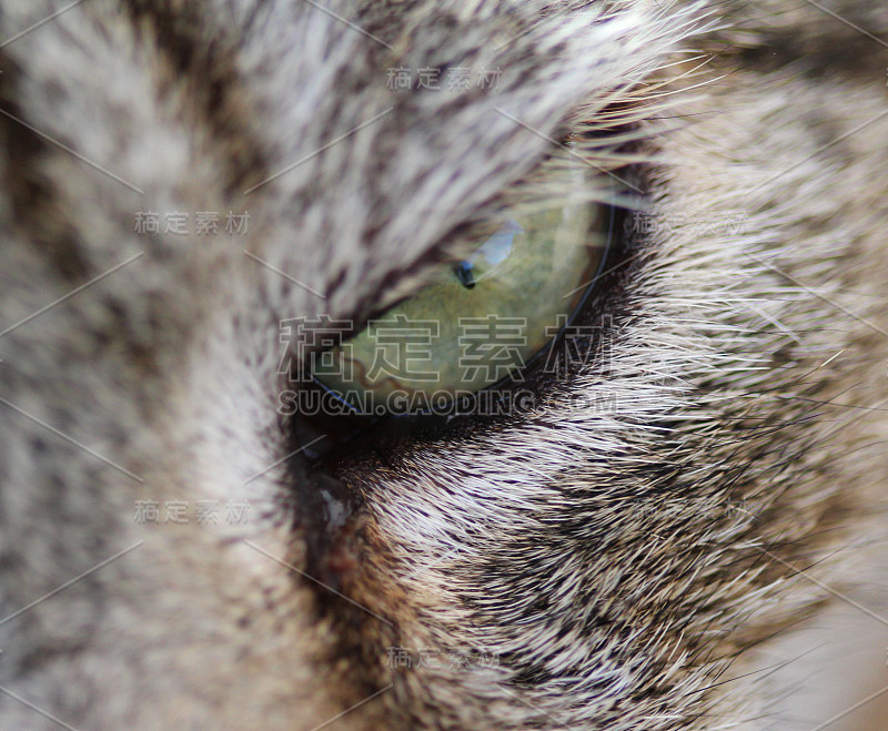灰色的猫