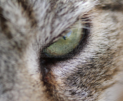 灰色的猫