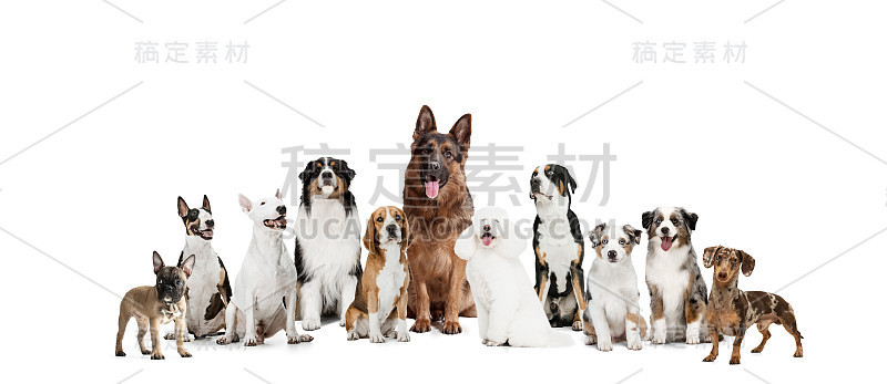 艺术拼贴画，不同品种的搞笑狗孤立在白色工作室背景。