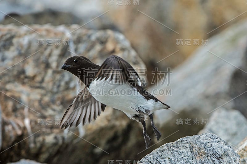 小海雀，或dovekie (Alle Alle)，是一种小海雀，是海雀科Alle属的唯一成员。