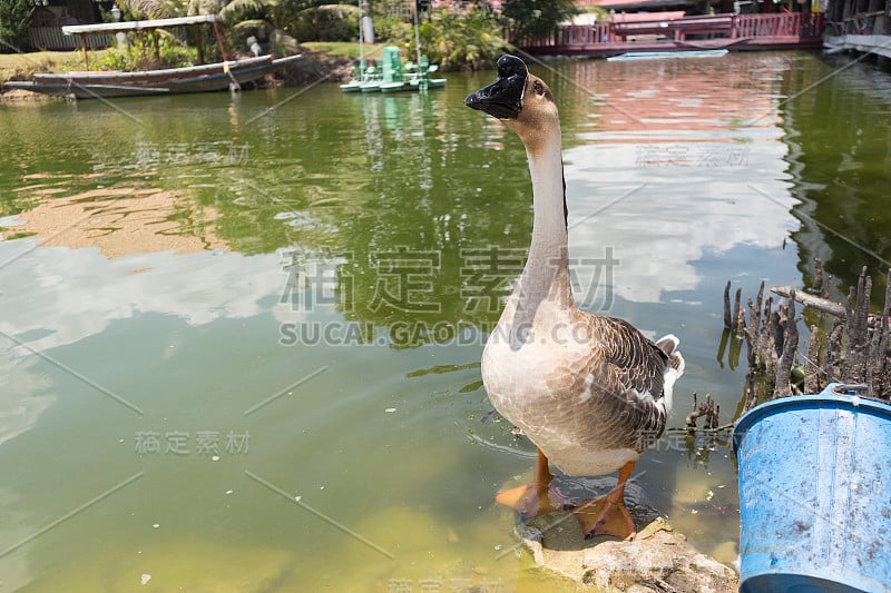 鹅在河边找到了食物