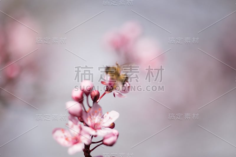 杏树上的花朵在春天的季节里模糊了背景