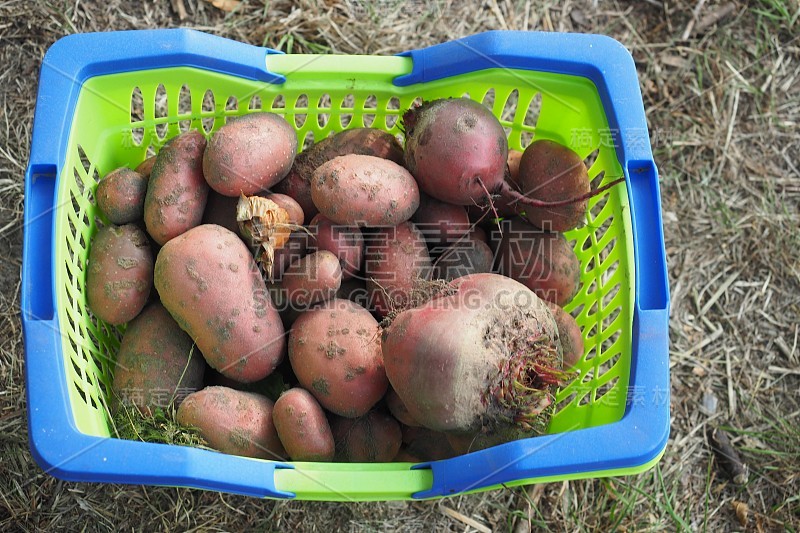 红壳土豆和甜菜根，收获