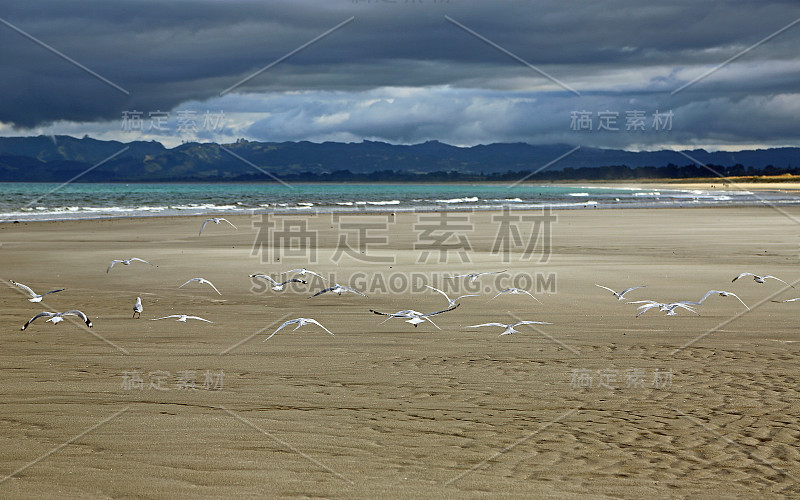 海鸥飞过卢阿卡海滩