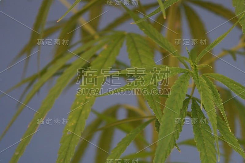 大麻