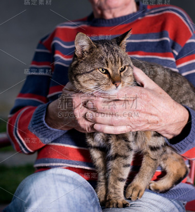 猫在老人的腿上