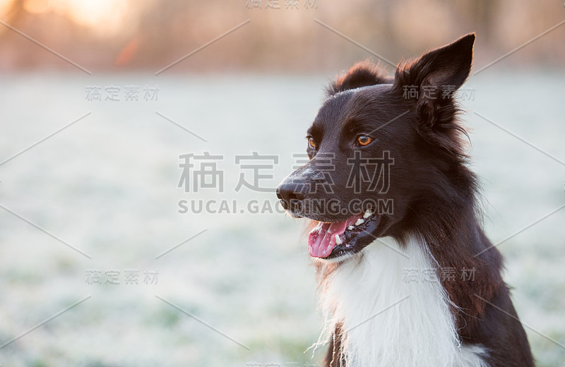 特写肖像快乐边境牧羊犬看一边的嘴张开，快乐有趣的脸。冬季户外背景，灰白色霜草和可爱的小狗享受早晨日出