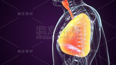 人体呼吸系统肺解剖的3D插图