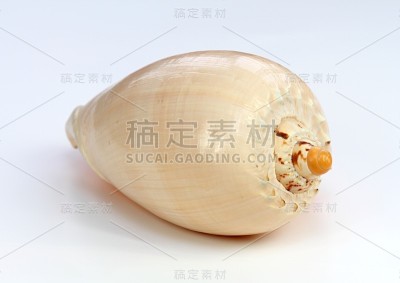 白色背景上的贝壳