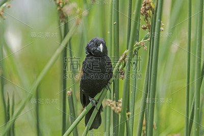 扇尾寡妇鸟(Euplectes axillaris)，又称红肩寡妇鸟，是鸟科的一种。恩戈罗戈罗保护区