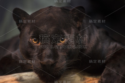 黑色美洲虎看着摄像机。