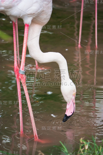 火烈鸟