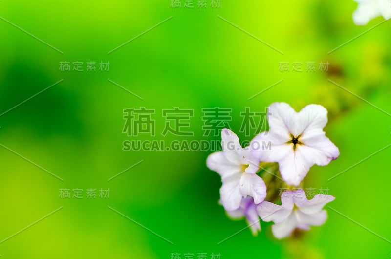 樱桃派花(Boraginaceae Flower)