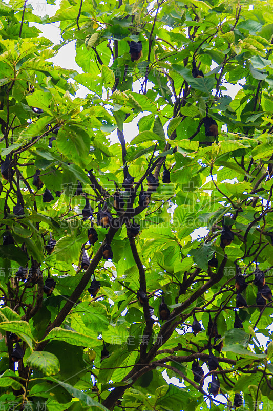 在泰国曼谷的Wat Po，泰国差春骚，用泰语说的Lyle's flying fox, Pteropu