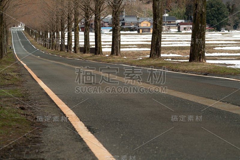 水杉林荫街，志贺，日本旅游