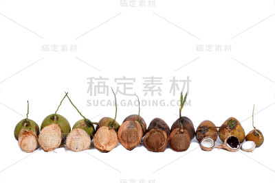 白色背景上的椰子