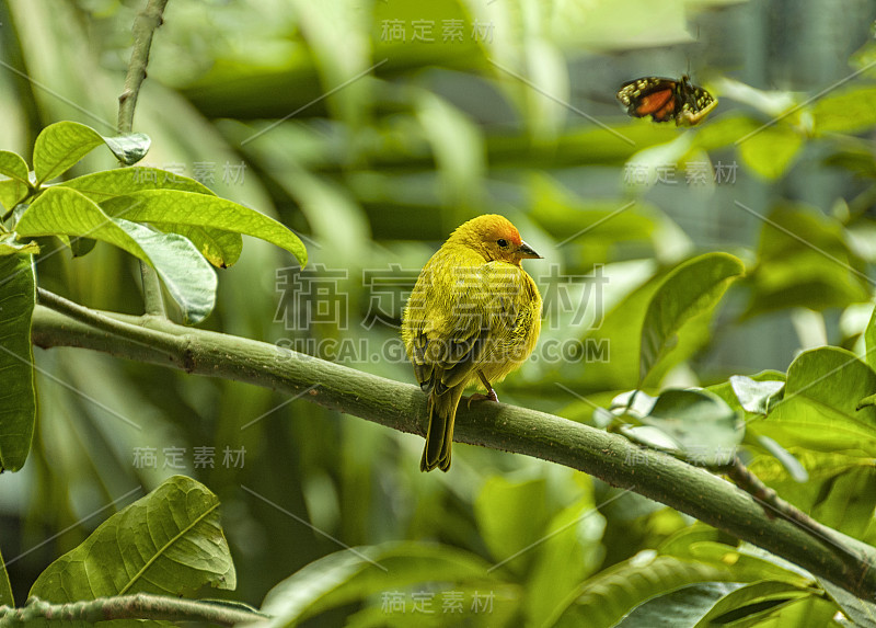 美洲黄莺，Setophaga petechia，坐在树枝上。然后回头看。