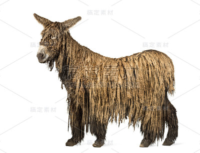 侧面的普瓦图驴，孤立在白色