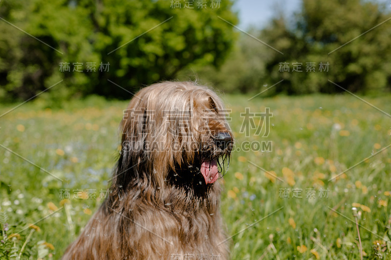 一只红色的牧羊犬，荆棘正在春天的草地上玩耍。