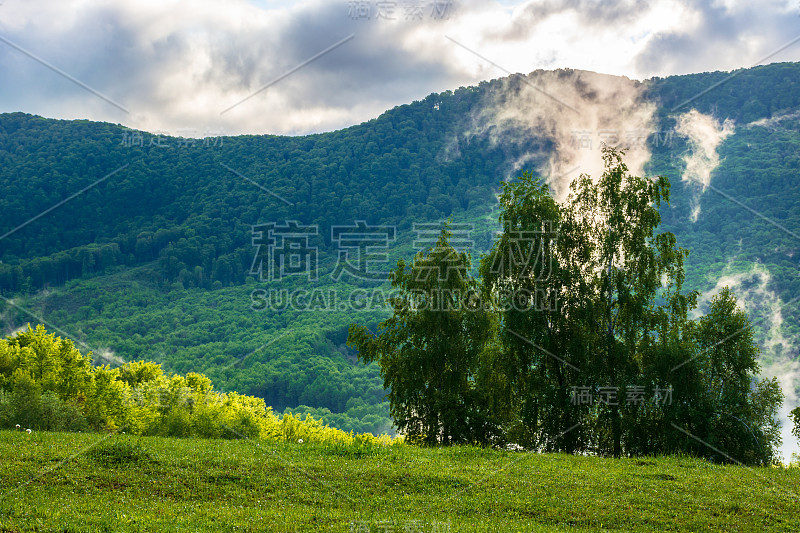 云雾缭绕在山毛榉林中