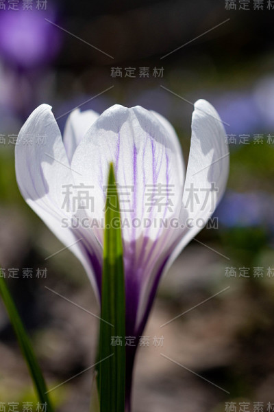 白色磨粉