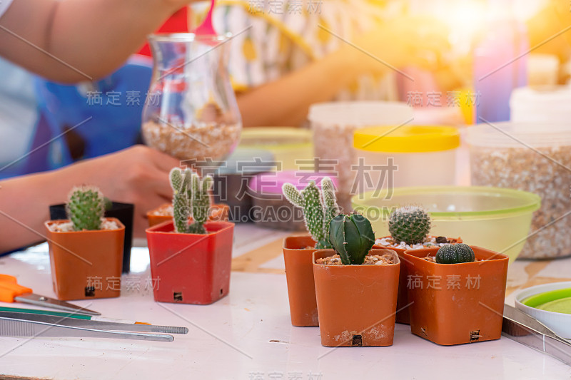 种植树木，布置盆景作家庭装饰。在暑假与家人和朋友一起园艺和园艺。世界环境日概念