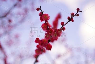 京都美丽的樱花