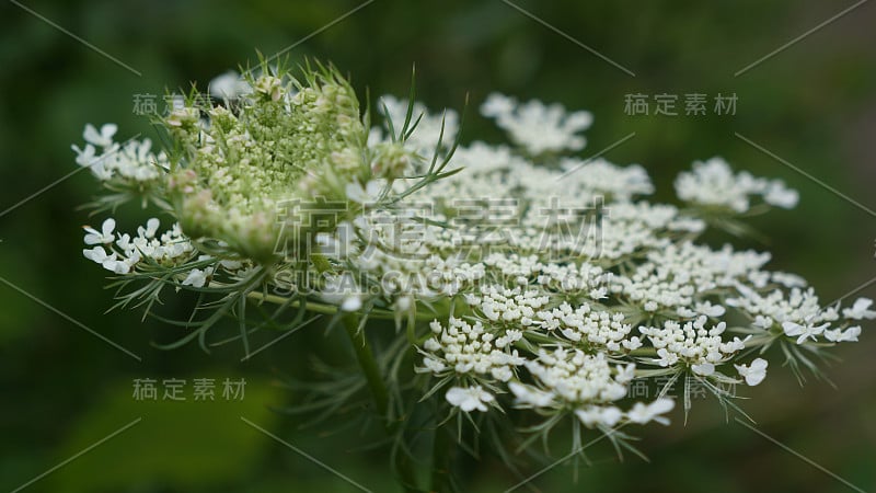 安妮女王的花边(胡萝卜道克斯)