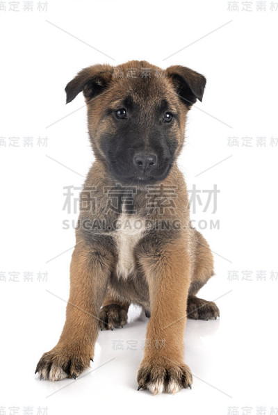 小狗比利时牧羊犬