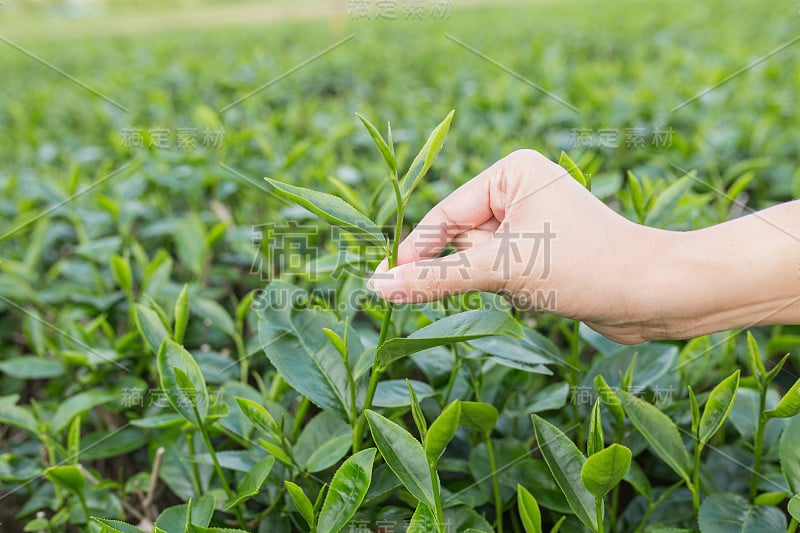 早上在有机绿茶农场手工采摘茶叶。