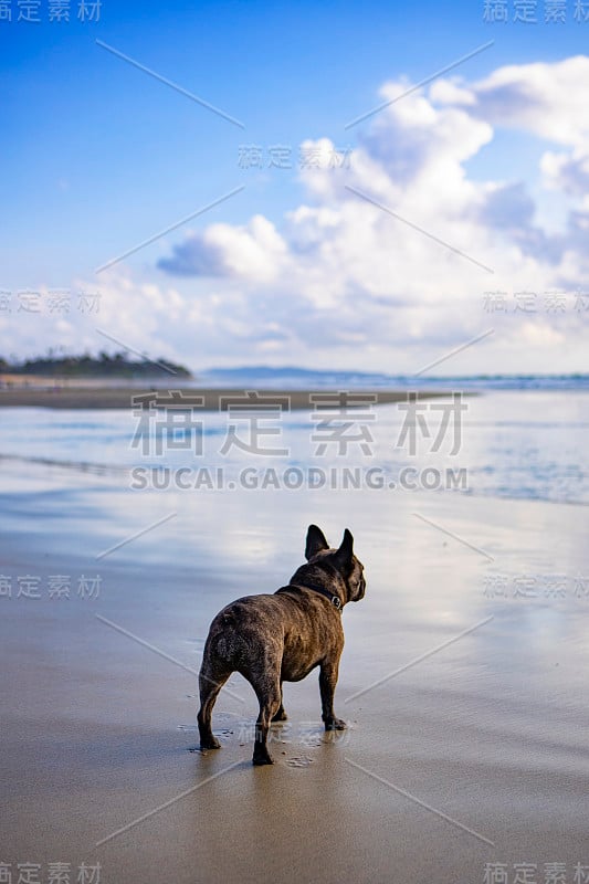 湿沙上的法国斗牛犬