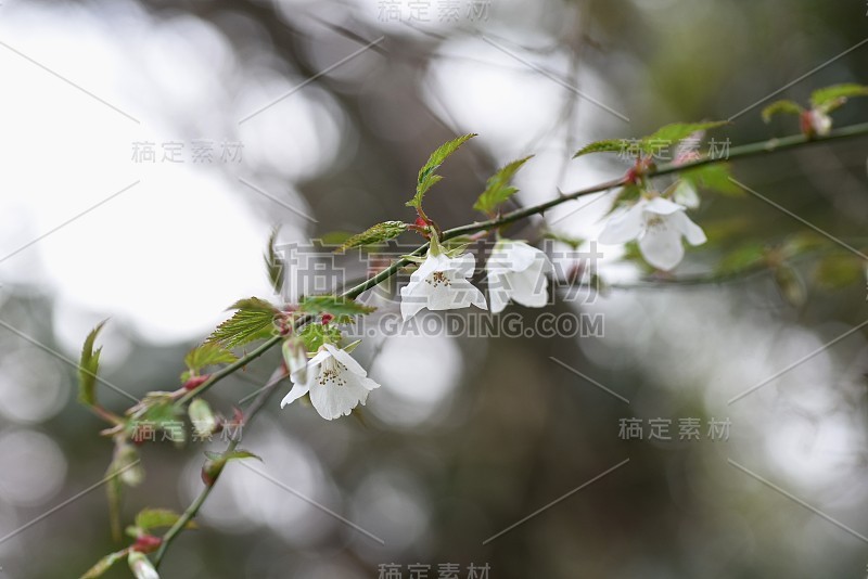 -鲁布斯·帕尔玛图斯