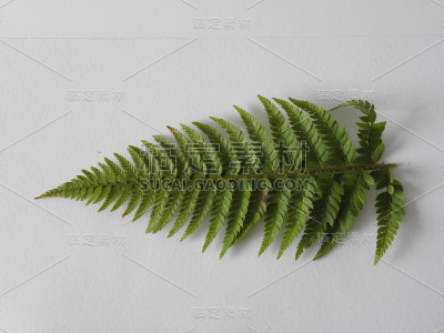 绿色的蕨类植物