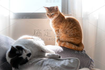 棕色虎斑猫坐在沙发下的窗户下，看着一只白色的猫