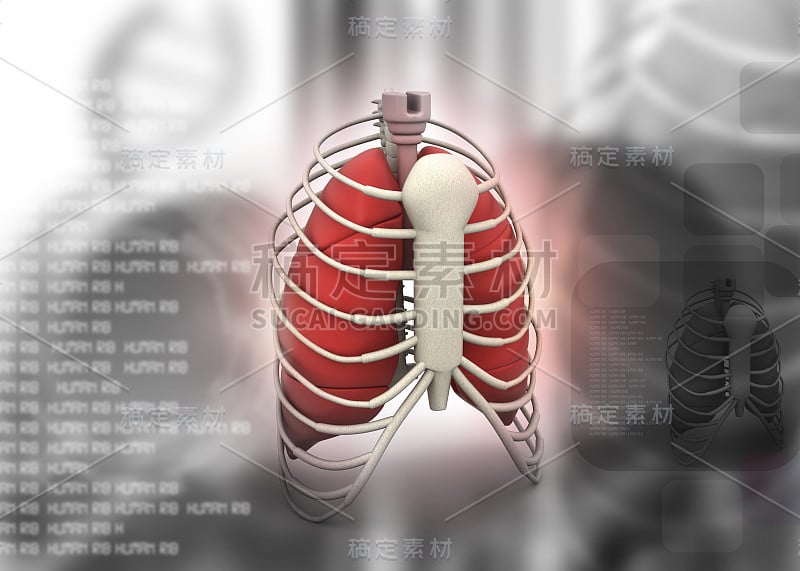 人体肋骨的3d渲染