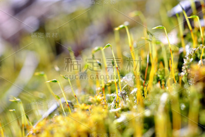 带有孢子的彩色苔藓的特写