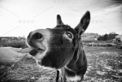 驴在农场