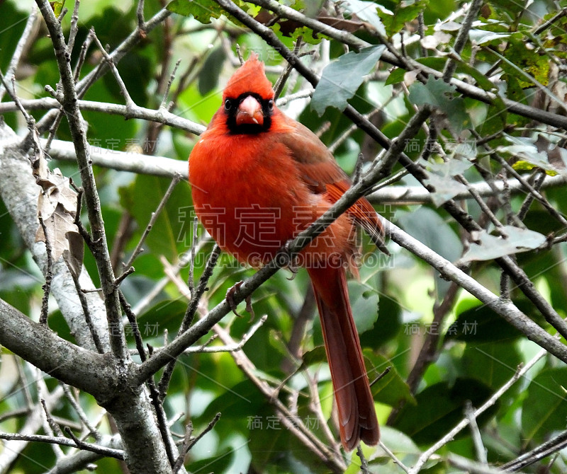 北方红衣主教(Cardinalis Cardinalis)