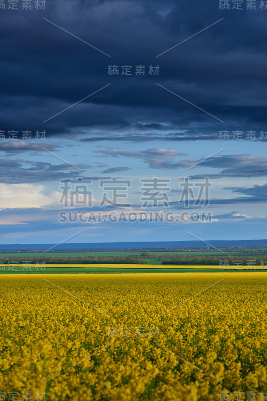 美丽的日落黄花油菜田，明亮的春天景观，黑暗的天空，云彩和阳光