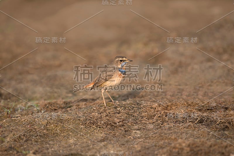 蓝喉， 卢西尼亚斯维蒂卡， 卡萨尔赛， 浦那， 马哈拉施特拉邦， 印度