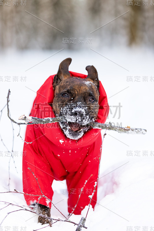 严肃的老虎狗冬天在户外散步