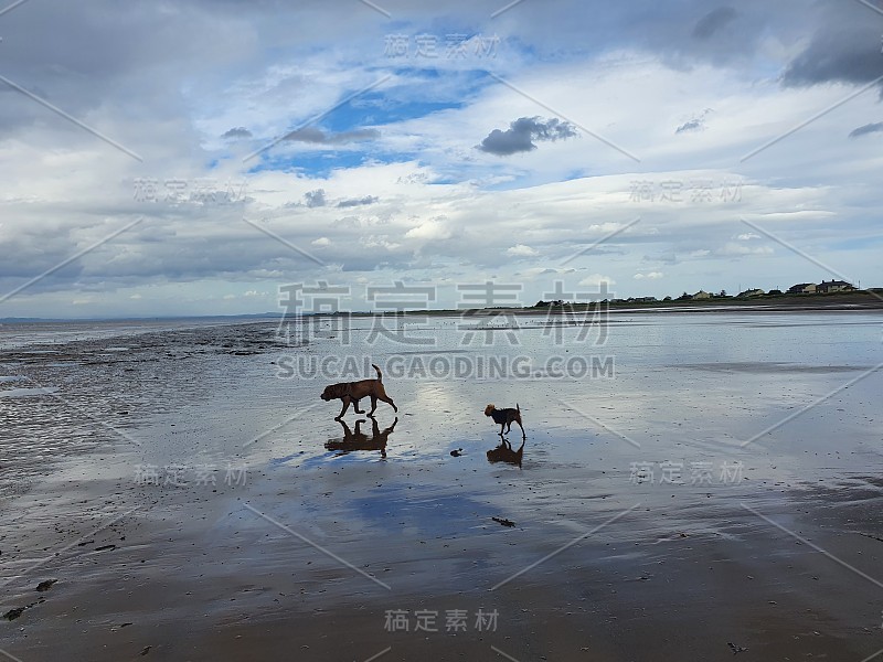 沙皮犬和约克夏犬在海滩上