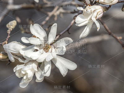 白玉兰，白玉兰