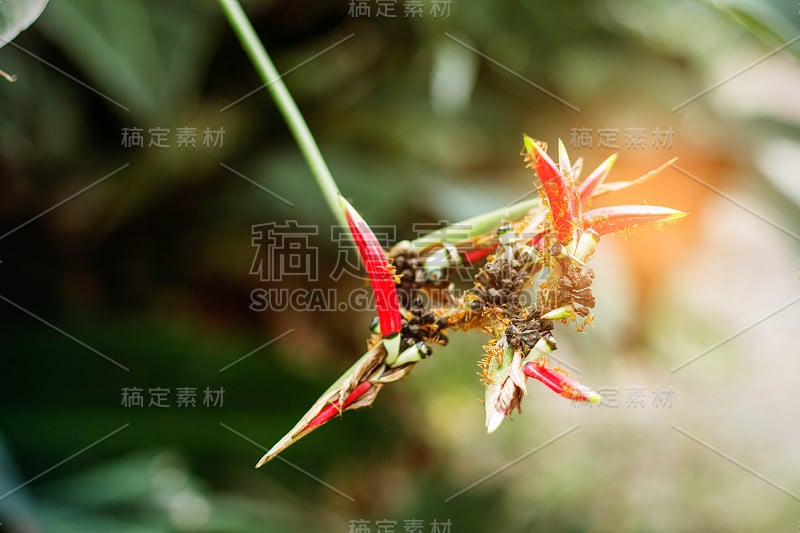 热带丛林中的花朵。