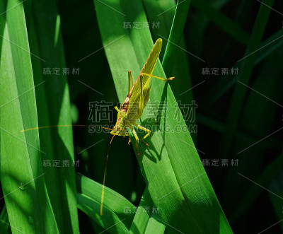 绿色蚱蜢