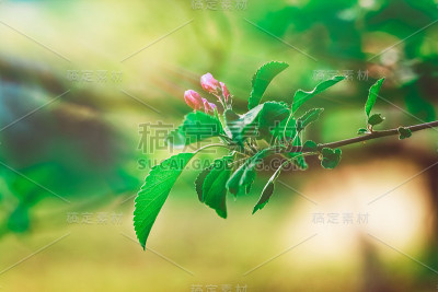 樱花与紫色的花，春天的自然背景