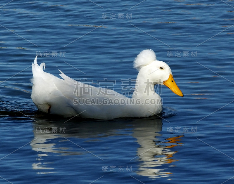 爪鸭(家养鸭嘴兽)