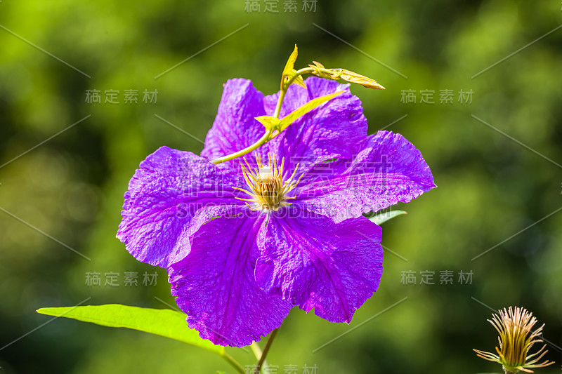 紫色的铁线莲