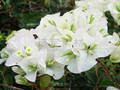 白色的叶子花属花